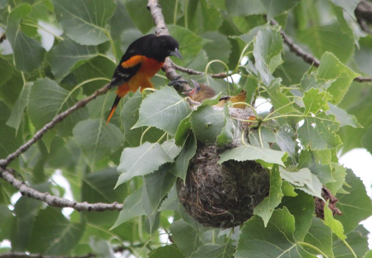 Feeding Frenzy in Baltimore Oriole Nest